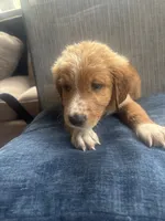 Grumpy , a male Goldendoodle for sale in Ocala Estates, FL – 2 of 2