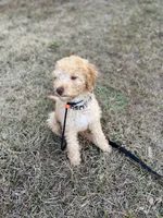 Bruce, a male Goldendoodle for sale in Lakeland, FL – Photo 3 of 3