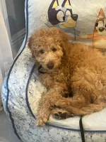 Bruce, a male Goldendoodle for sale in Lakeland, FL – Photo 1 of 3