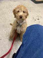 Bruce, a male Goldendoodle for sale in Lakeland, FL – Photo 2 of 3