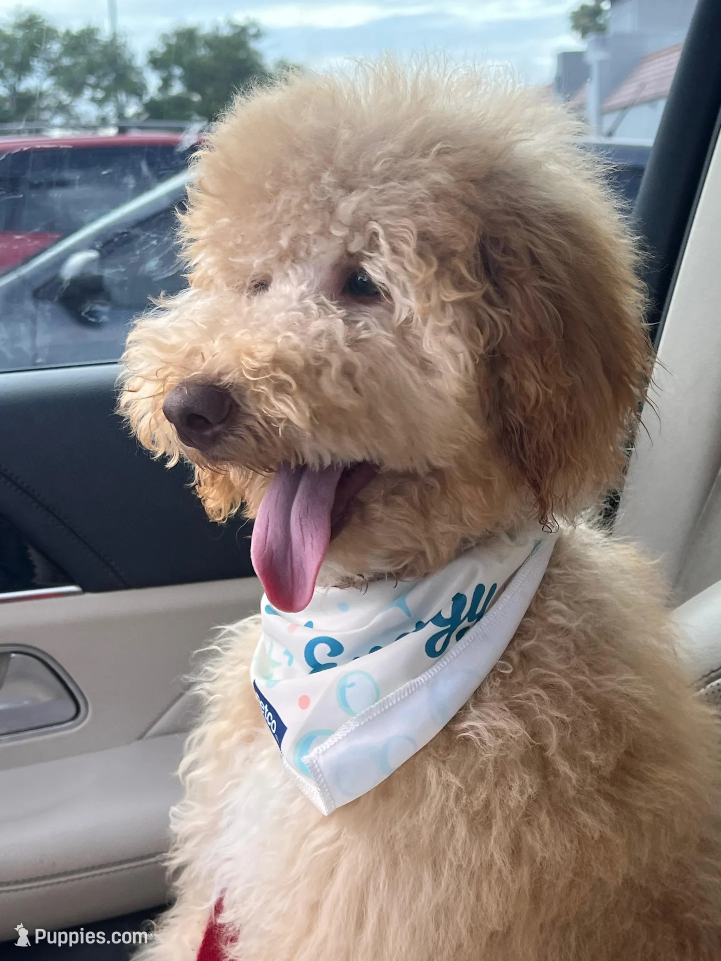 Bruce – Goldendoodle puppy for sale in Lakeland, FL