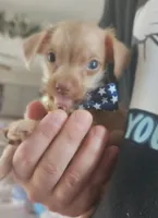 Baxter, a male Chorkie for sale in Bloomington, IL – 2 of 3