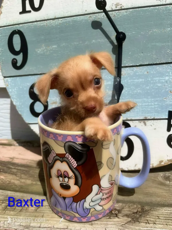 Baxter – Chorkie puppy for sale in Bloomington, IL