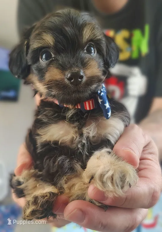 Gideon – Chorkie puppy for sale in Bloomington, IL