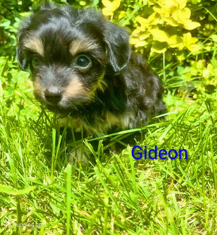 Gideon – Chorkie puppy for sale in Bloomington, IL