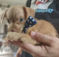 Baxter, a male Chorkie for sale in Bloomington, IL – 3 of 3