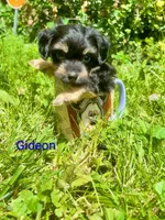 Gideon, a male Chorkie for sale in Bloomington, IL – 2 of 4