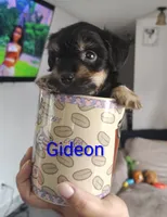 Gideon, a male Chorkie for sale in Bloomington, IL – 4 of 4