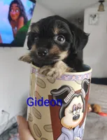 Gideon, a male Chorkie for sale in Bloomington, IL – 3 of 4