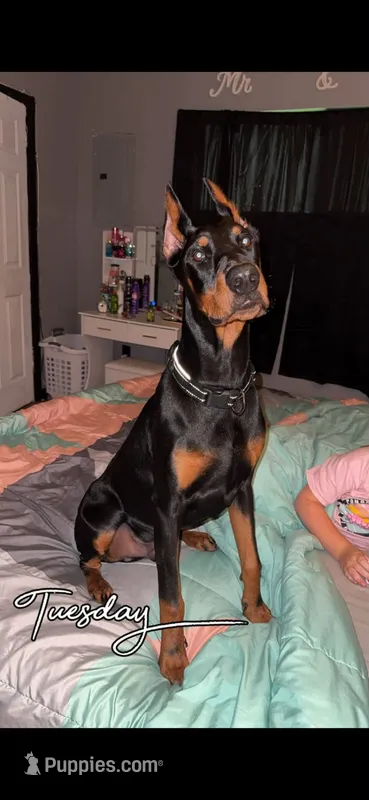 Arioch – Doberman Pinscher puppy for sale in Vicksburg, MS