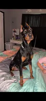 Arioch, a male Doberman Pinscher for sale in Vicksburg, MS – 1 of 1