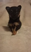 Roxie, a female Chorkie for sale in Bensalem, PA – 3 of 5