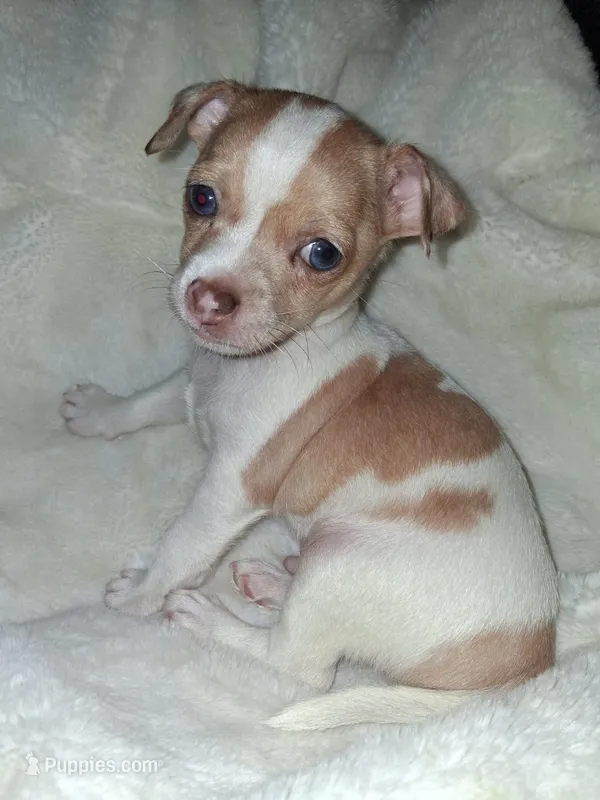 Frankie – Chihuahua puppy for sale in Bensalem, PA