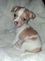 Frankie, a male Chihuahua for sale in Bensalem, PA – 1 of 5