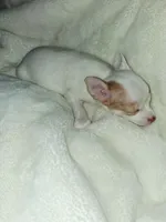 Piglet, a male Chihuahua for sale in Bensalem, PA – 5 of 6