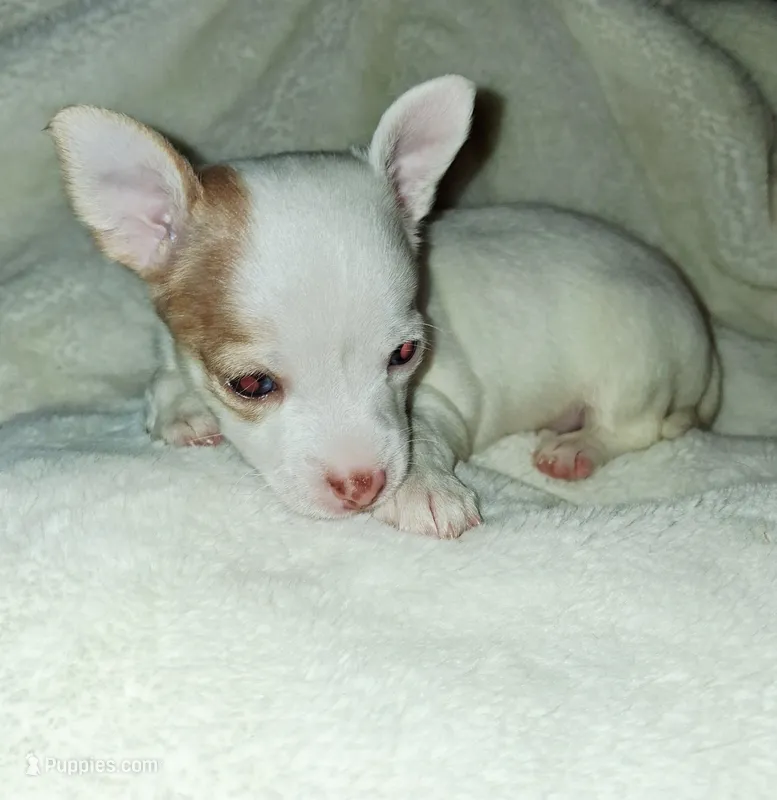 Piglet – Chihuahua puppy for sale in Bensalem, PA
