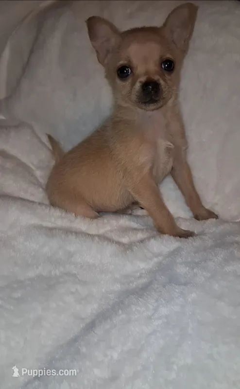 Pixie  – Chorkie puppy for sale in Bensalem, PA