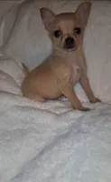 Pixie , a female Chorkie for sale in Bensalem, PA – 1 of 5