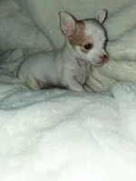 Piglet, a male Chihuahua for sale in Bensalem, PA – 4 of 6