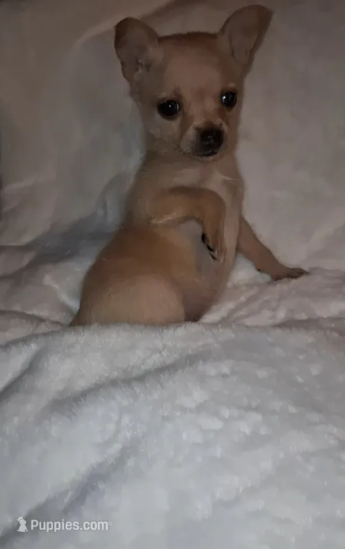 Pixie  – Chorkie puppy for sale in Bensalem, PA