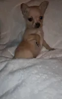 Pixie , a female Chorkie for sale in Bensalem, PA – 5 of 5