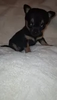 Bison, a male Chorkie for sale in Bensalem, PA – 2 of 5