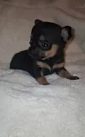 Bison, a male Chorkie for sale in Bensalem, PA – 4 of 5