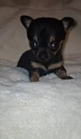 Bison, a male Chorkie for sale in Bensalem, PA – 5 of 5