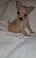 Pixie , a female Chorkie for sale in Bensalem, PA – 3 of 5