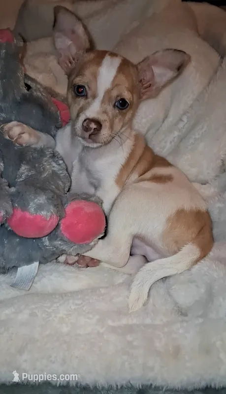 Frankie – Chihuahua puppy for sale in Bensalem, PA