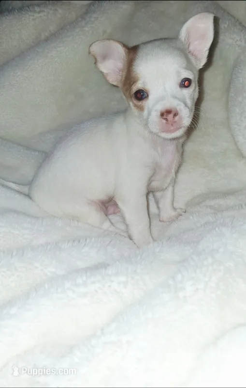 Piglet – Chihuahua puppy for sale in Bensalem, PA