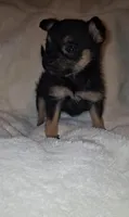 Roxie, a female Chorkie for sale in Bensalem, PA – 5 of 5