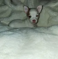 Piglet, a male Chihuahua for sale in Bensalem, PA – 2 of 6
