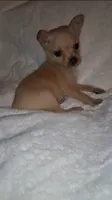 Pixie , a female Chorkie for sale in Bensalem, PA – 2 of 5