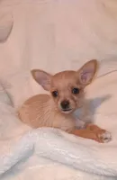 Honey, a female Chihuahua and Chorkie for sale in Bensalem, PA – Photo 2 of 4