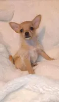 Honey, a female Chihuahua and Chorkie for sale in Bensalem, PA – Photo 4 of 4