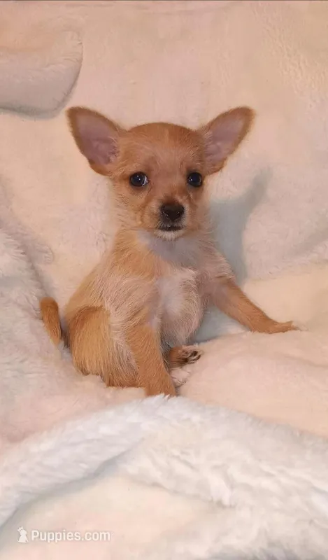 Honey – Chihuahua, Chorkie puppy for sale in Bensalem, PA