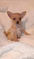 Honey, a female Chihuahua and Chorkie for sale in Bensalem, PA – Photo 1 of 4