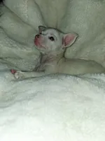 Piglet, a male Chihuahua for sale in Bensalem, PA – 6 of 6