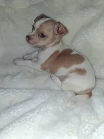 Frankie, a male Chihuahua for sale in Bensalem, PA – 5 of 5