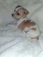 Frankie, a male Chihuahua for sale in Bensalem, PA – 2 of 5
