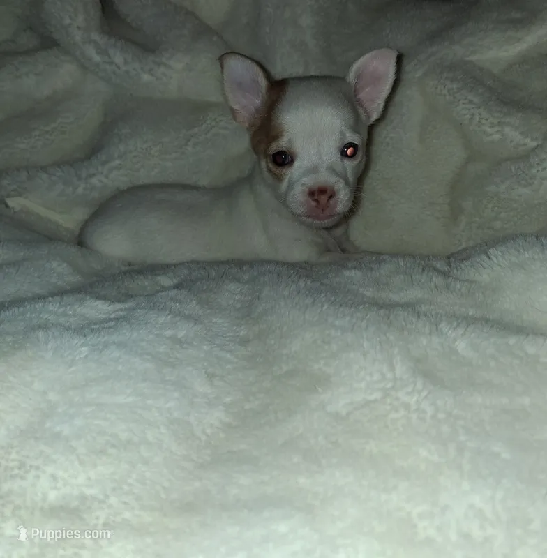 Piglet – Chihuahua puppy for sale in Bensalem, PA