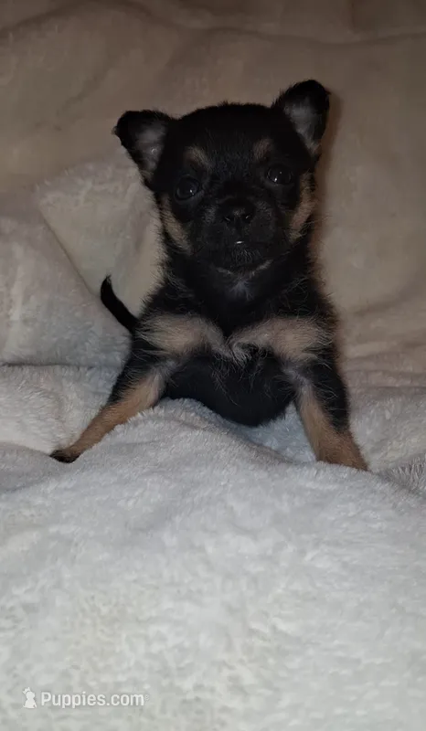 Roxie – Chorkie puppy for sale in Bensalem, PA