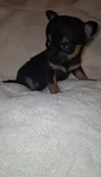 Bison, a male Chorkie for sale in Bensalem, PA – 3 of 5