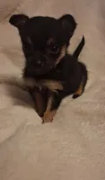 Roxie, a female Chorkie for sale in Bensalem, PA – 2 of 5