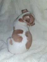 Frankie, a male Chihuahua for sale in Bensalem, PA – 4 of 5