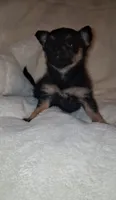 Roxie, a female Chorkie for sale in Bensalem, PA – 4 of 5