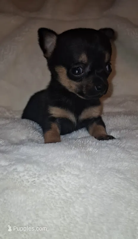 Bison – Chorkie puppy for sale in Bensalem, PA