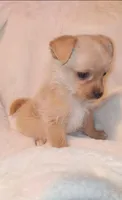 Winston , a male Chihuahua and Chorkie for sale in Bensalem, PA – Photo 3 of 4