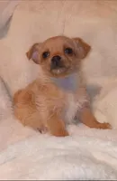 Winston , a male Chihuahua and Chorkie for sale in Bensalem, PA – Photo 2 of 4